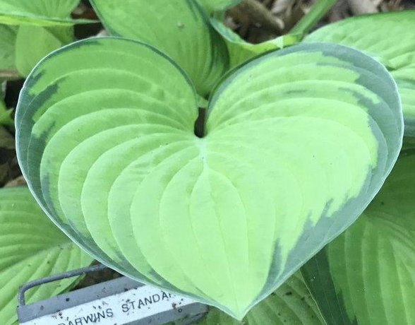 Darwin's Standard' — Westside Hosta Lane